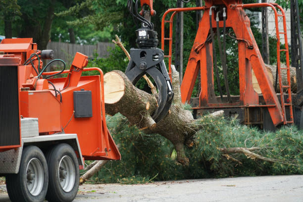 Best Tree Mulching  in Pelzer, SC